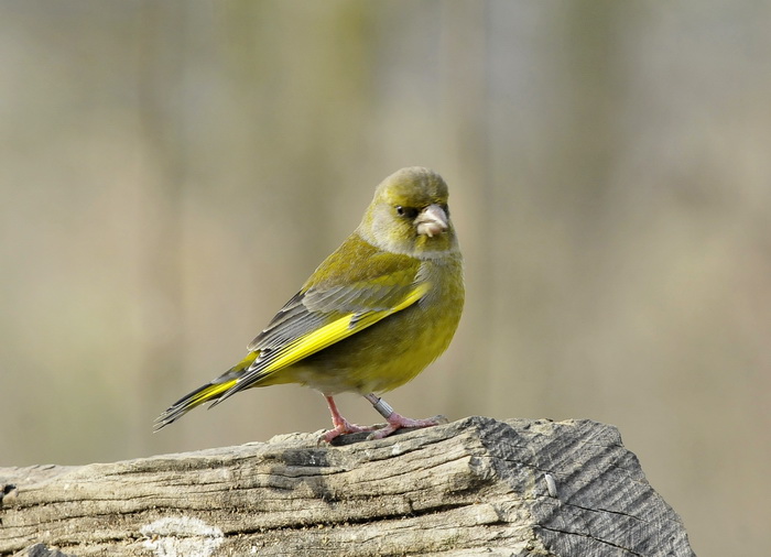 Pensieroso Verdone - Chloris chloris